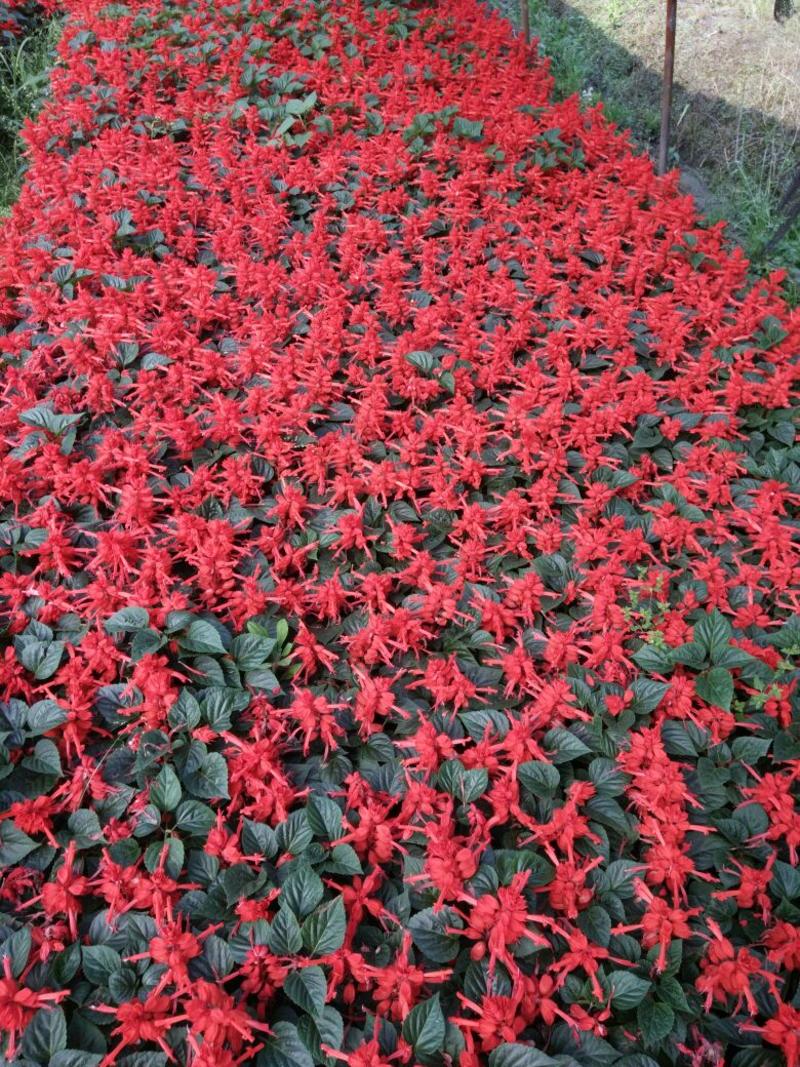 一串红种苗10~20cm