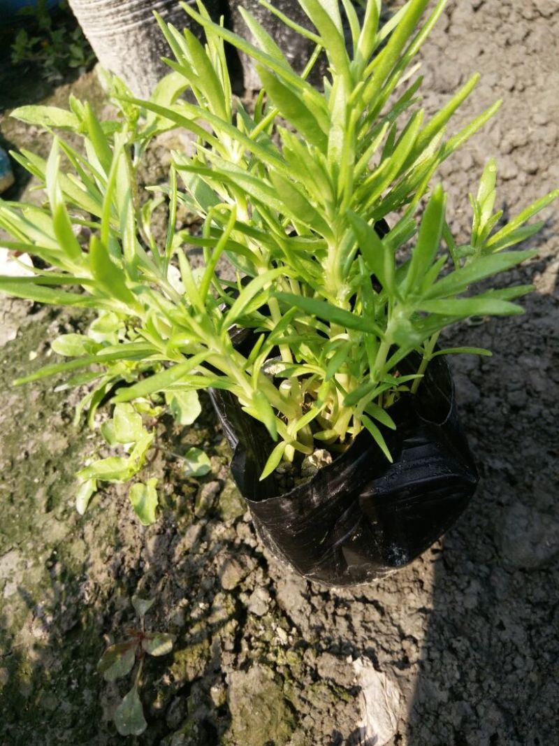白刺花10~20cm