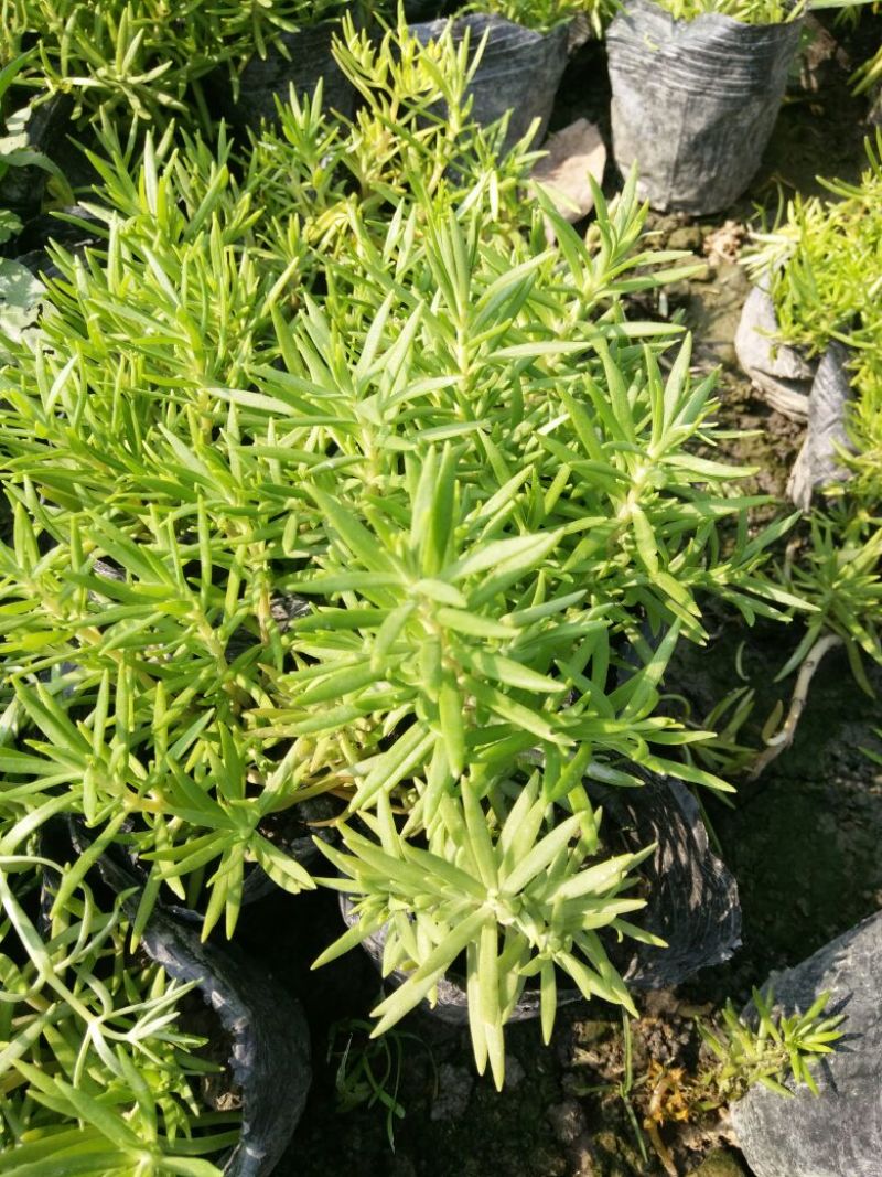 白刺花10~20cm