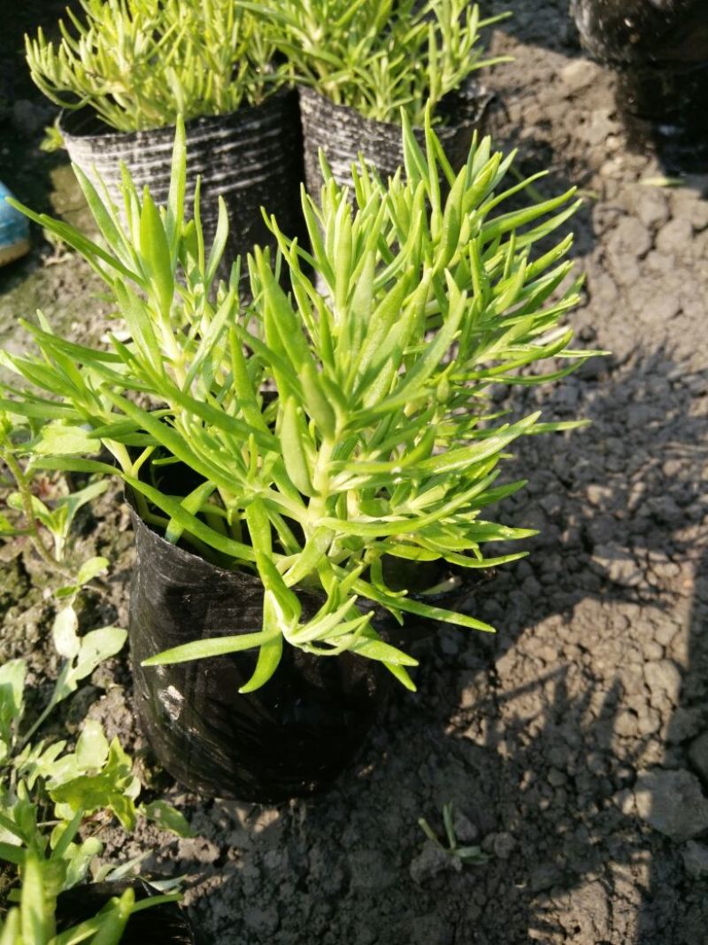 白刺花10~20cm
