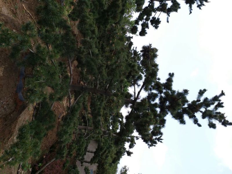 造型松10公分