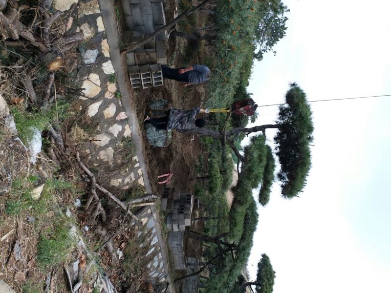 造型松10公分
