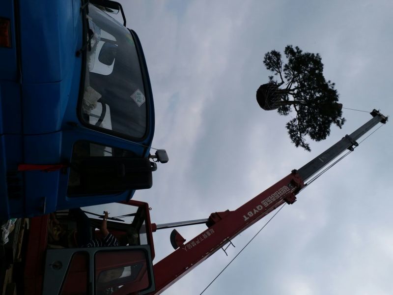 造型松10公分