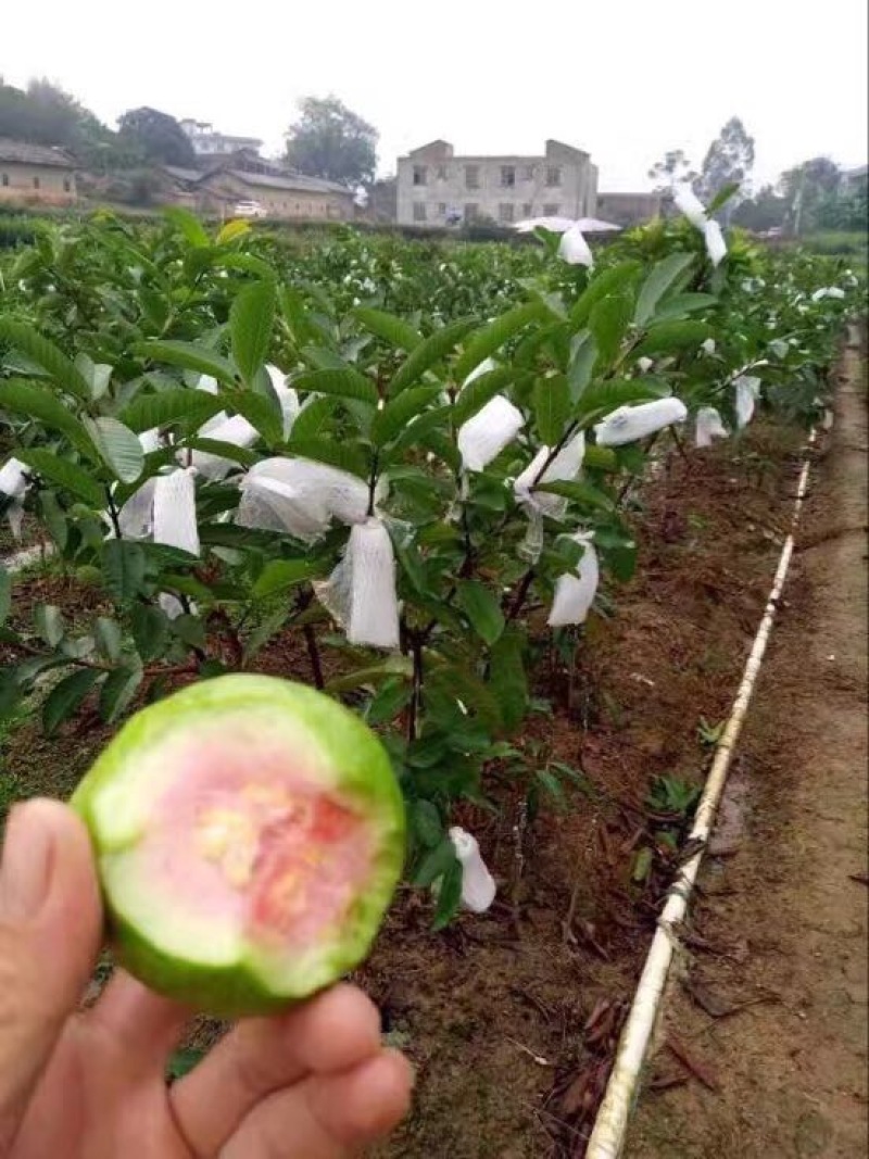 西瓜番石榴苗30cm以下