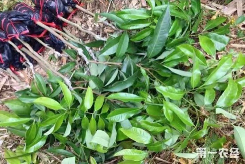 无核荔枝苗20~30cm