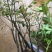 无核荔枝苗20~30cm