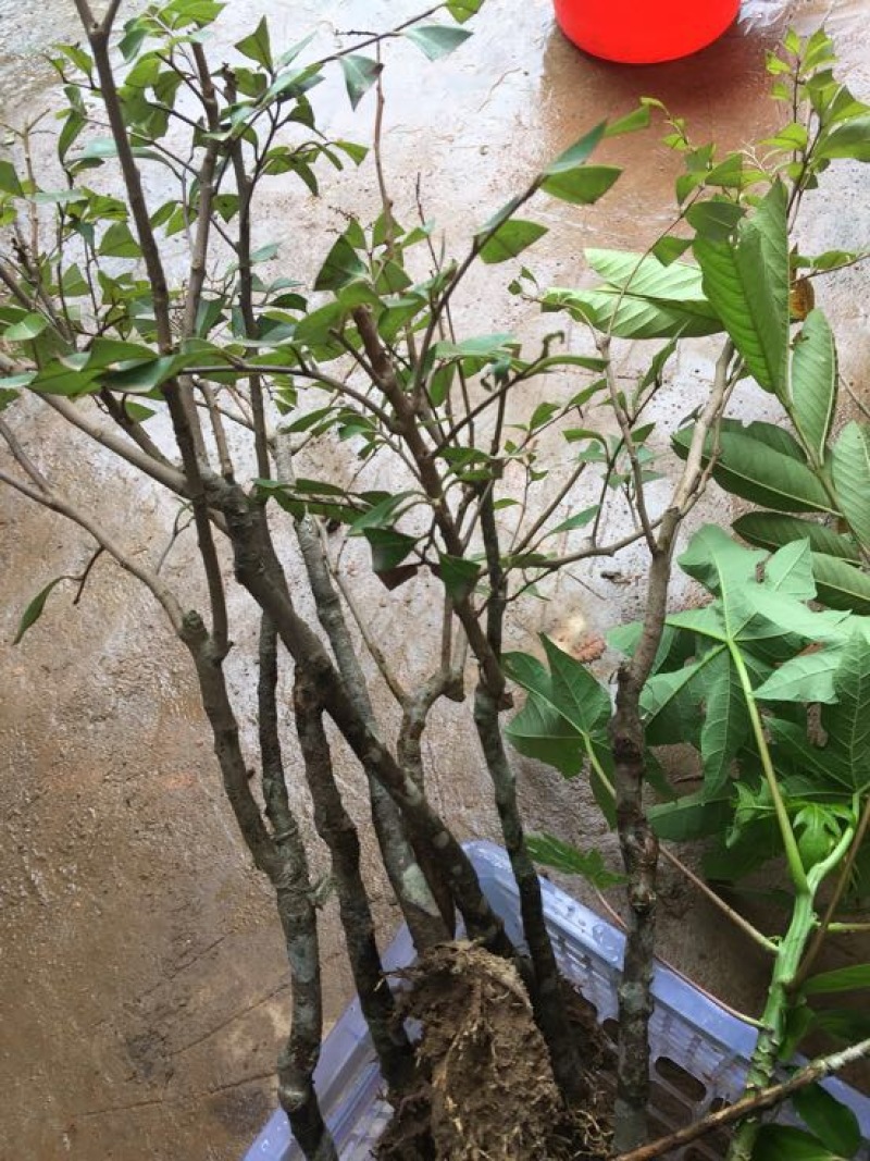 无核荔枝苗20~30cm