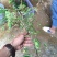 无核荔枝苗20~30cm