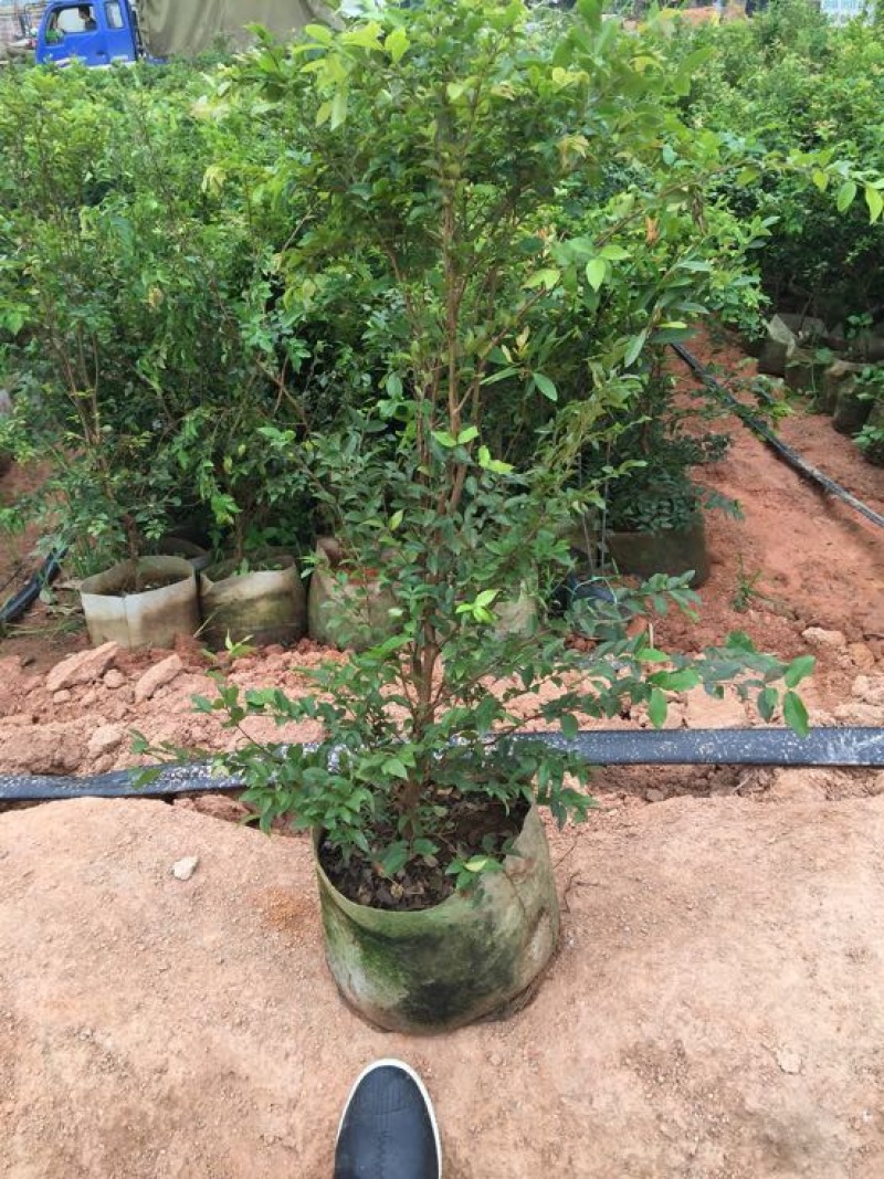 嘉宝果树苗2年