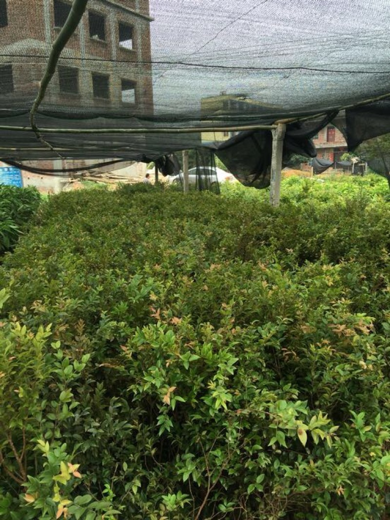 嘉宝果树苗2年