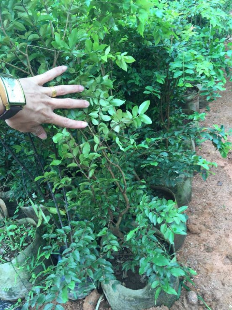 嘉宝果树苗2年