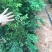 嘉宝果树苗2年