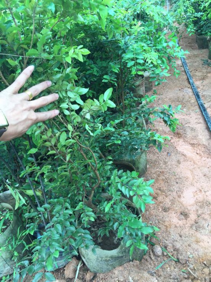 嘉宝果树苗2年