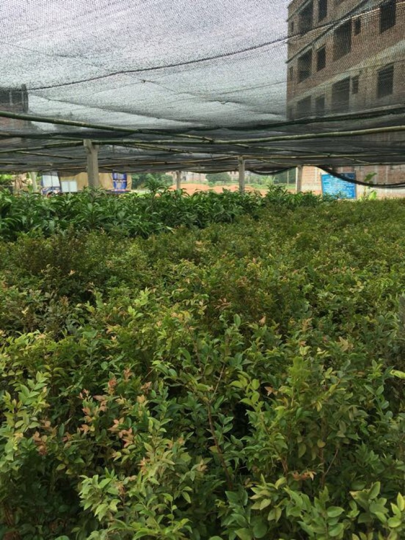 嘉宝果树苗2年
