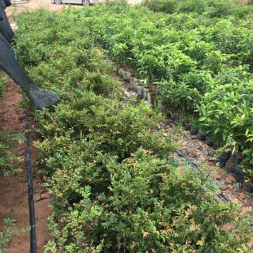 嘉宝果树苗2年