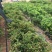 嘉宝果树苗2年
