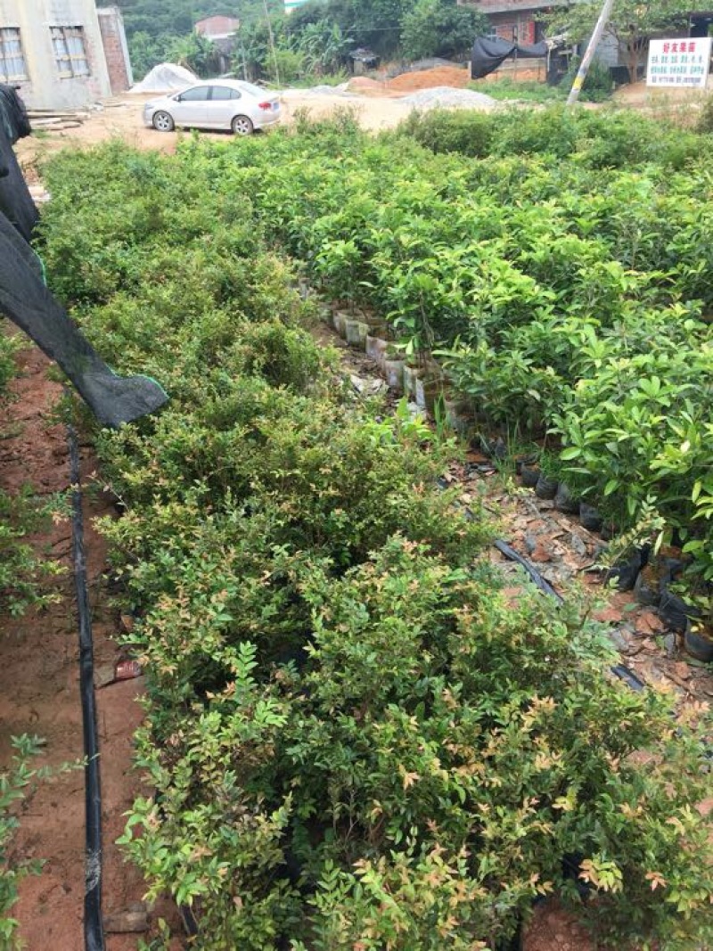 嘉宝果树苗2年
