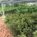 嘉宝果树苗2年
