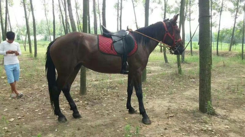 伊犁马600kg以上