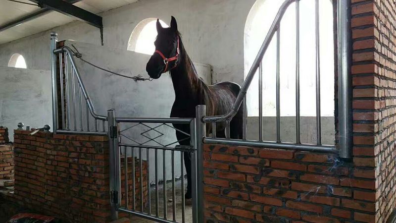 伊犁马600kg以上