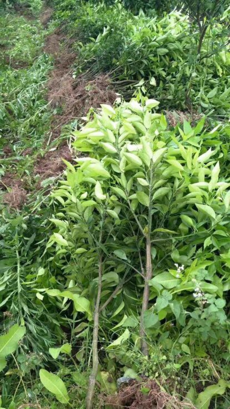 沃柑苗30~50cm