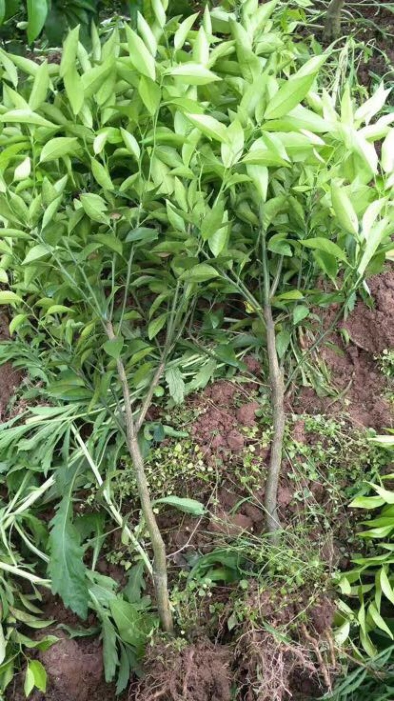 沃柑苗30~50cm