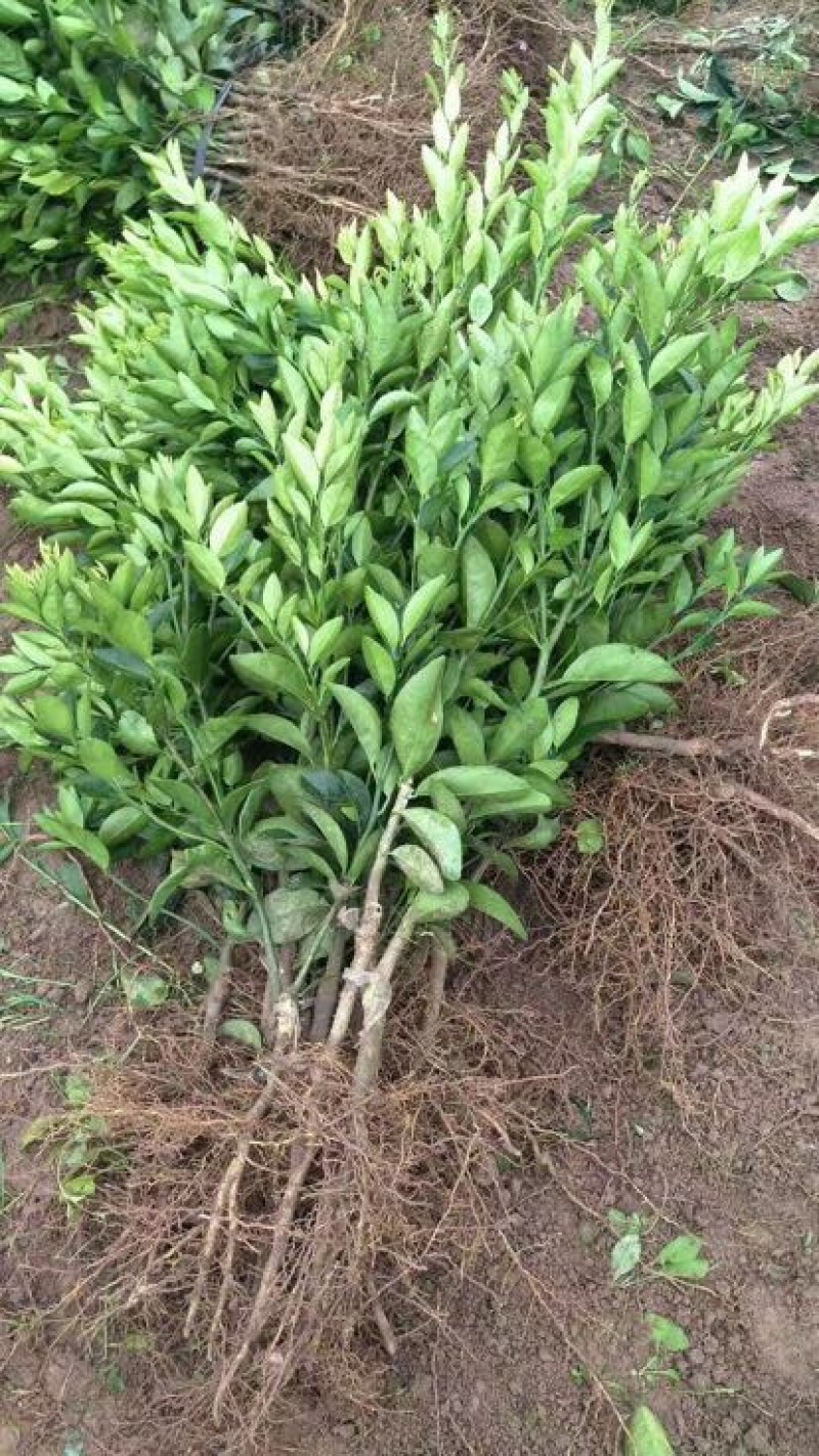 沃柑苗30~50cm
