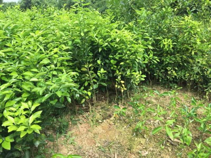 沃柑苗30~50cm