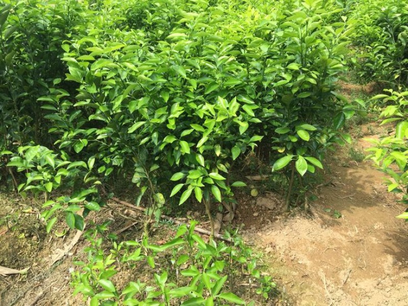 沃柑苗30~50cm