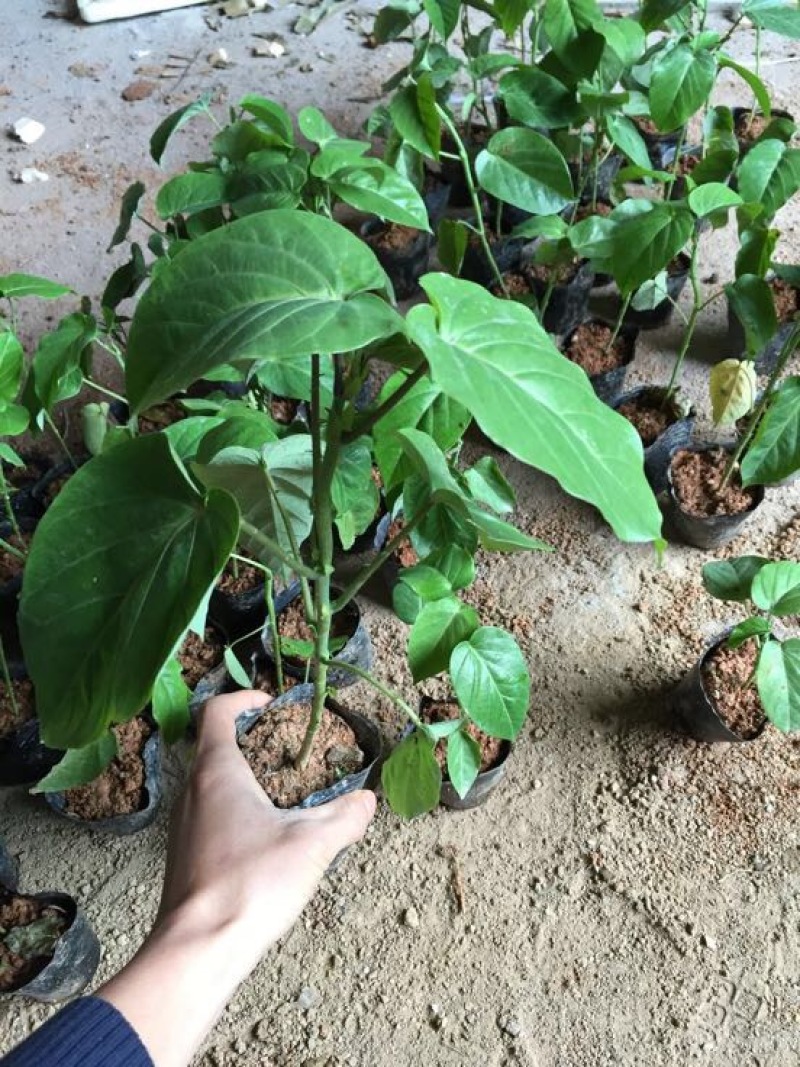 哥伦比亚黄金百香果种苗10cm以下