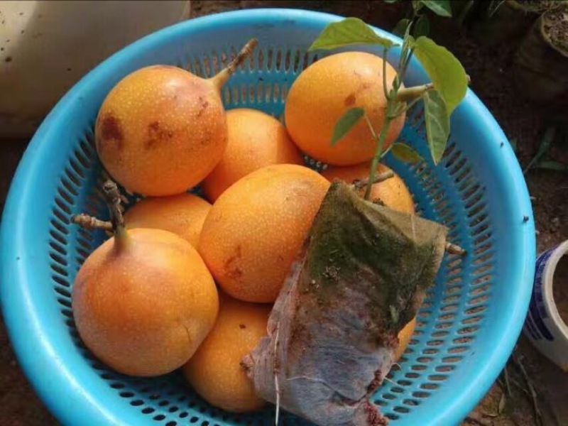 哥伦比亚黄金百香果种苗10cm以下