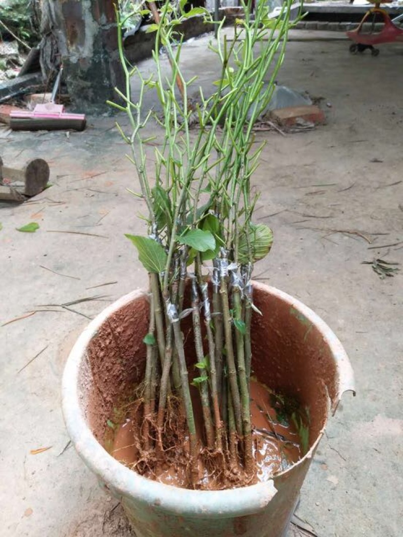 长果桑树苗