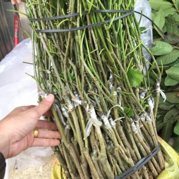 长果桑树苗
