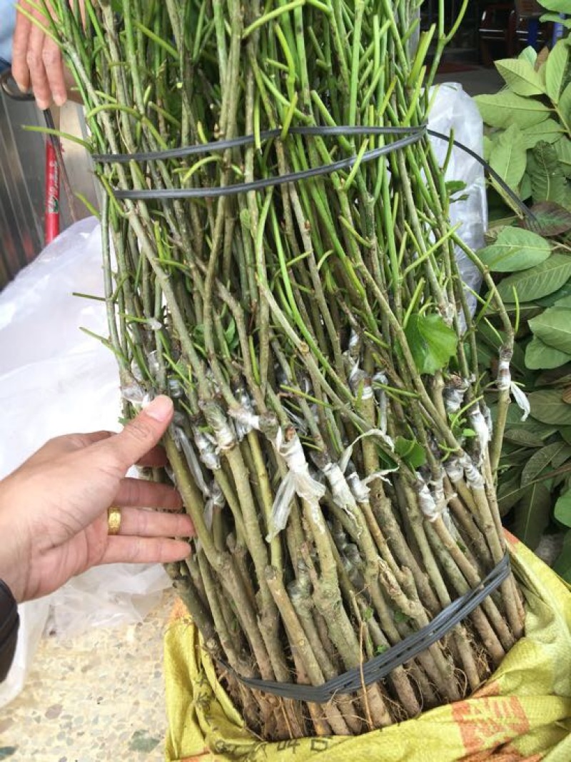 长果桑树苗