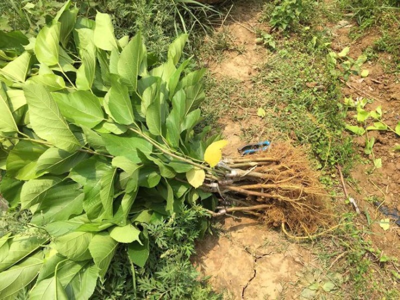长果桑树苗
