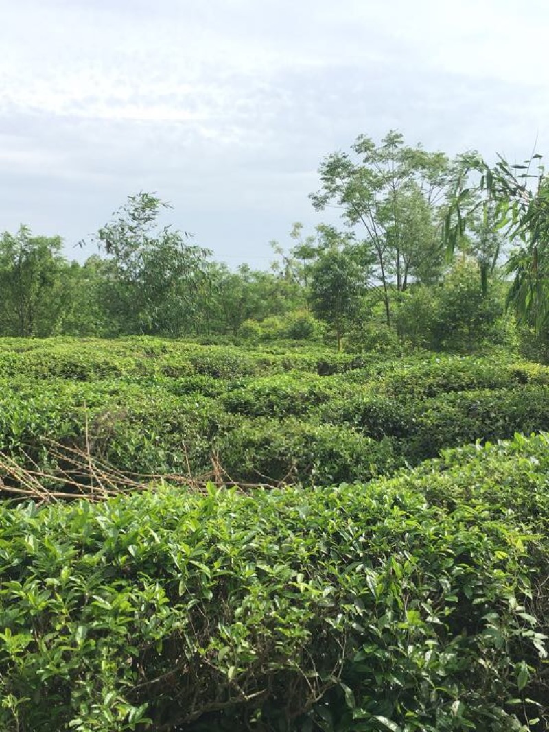 红茶一级英德红茶（老广味道）