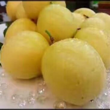 哥伦比亚黄金百香果种苗