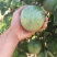 满天星百香果苗