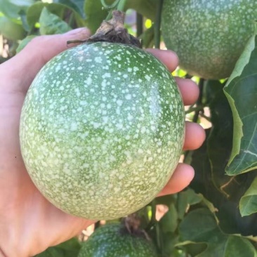 满天星百香果苗