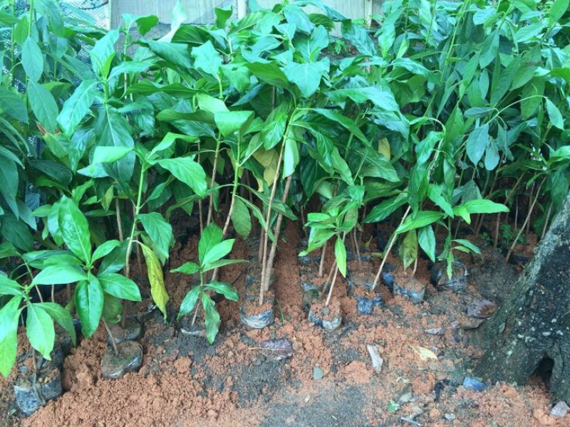 牛油果苗30~50cm