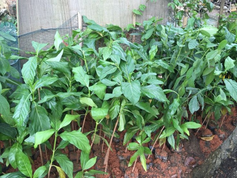 牛油果苗30~50cm