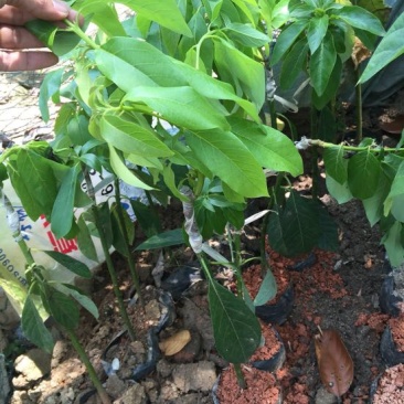牛油果苗30~50cm