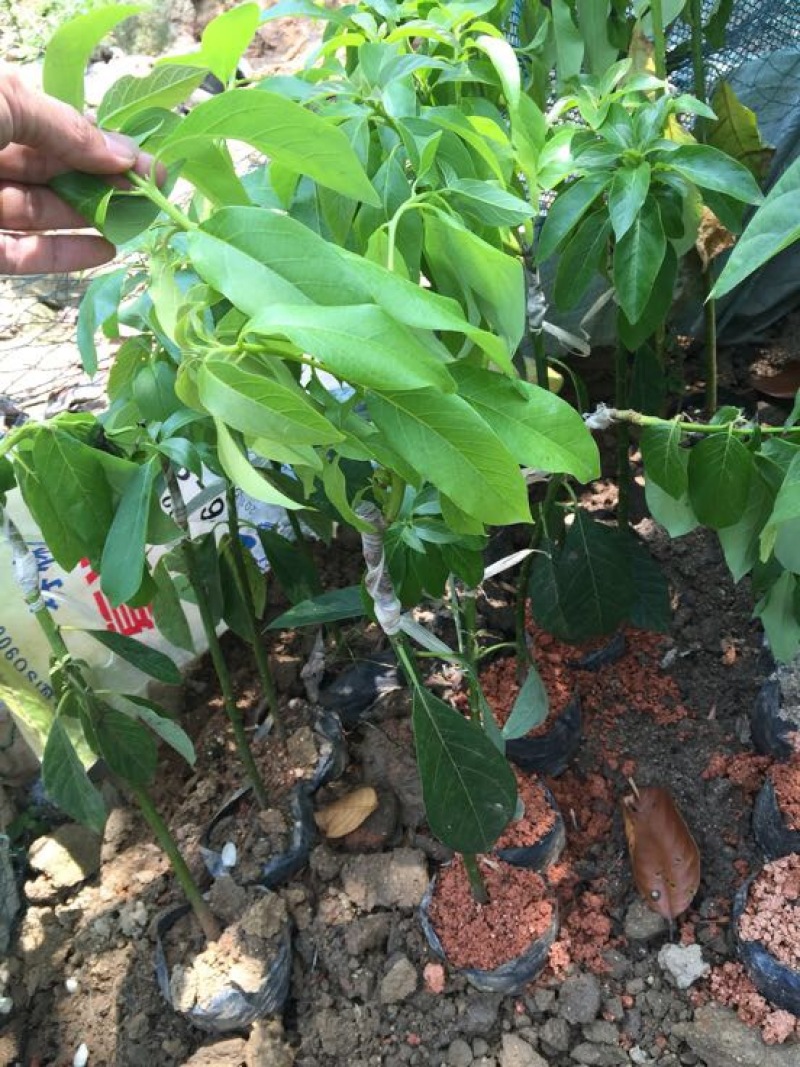 牛油果苗30~50cm