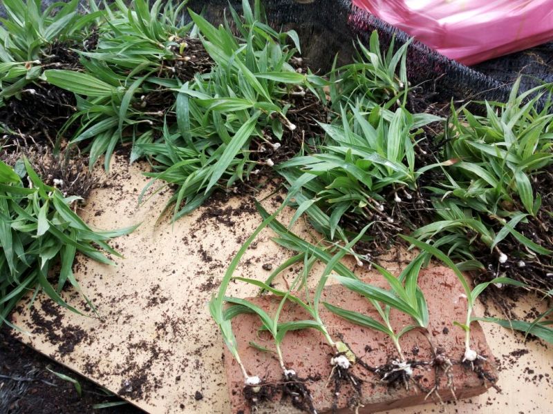 三叉白芨种苗10~20cm
