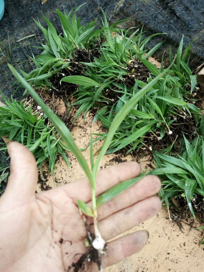 三叉白芨种苗10~20cm