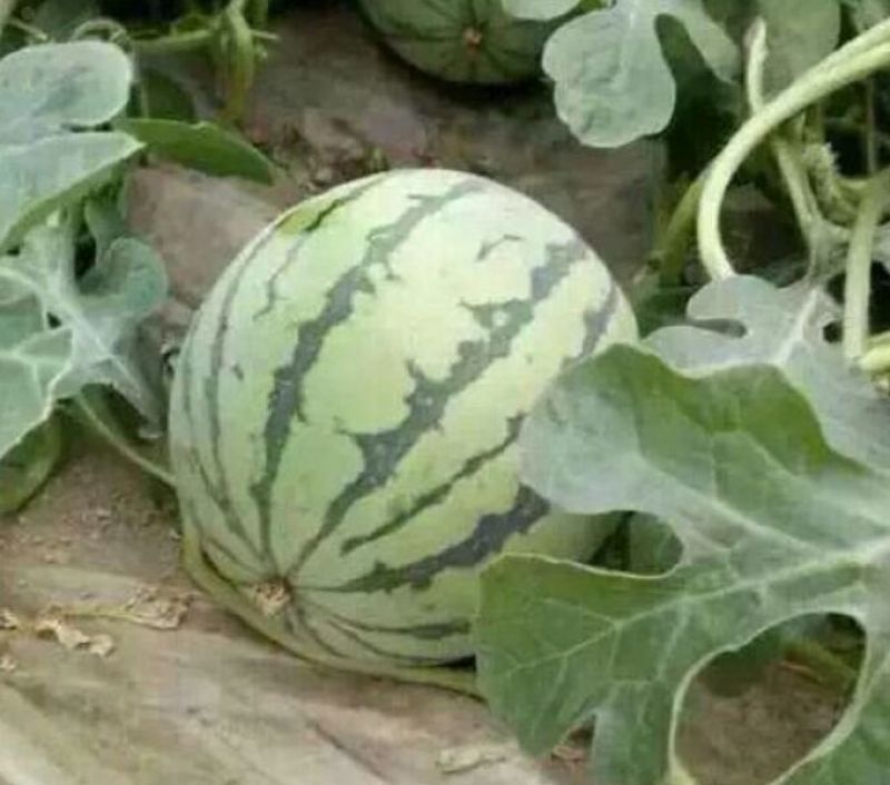 砀山8424西瓜大量上，质量好，价格便宜