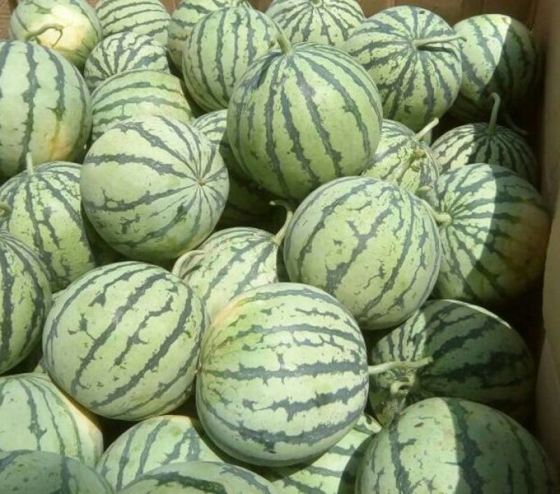 砀山8424西瓜大量上，质量好，价格便宜