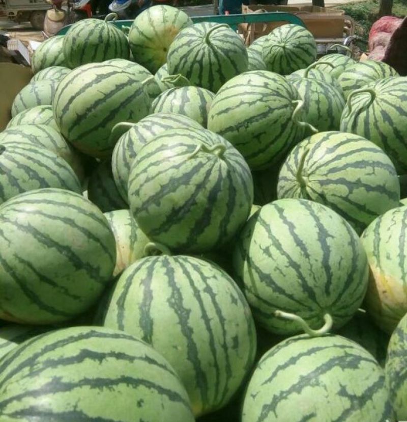 砀山8424西瓜大量上，质量好，价格便宜