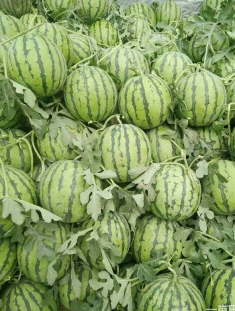 砀山8424西瓜大量上，质量好，价格便宜