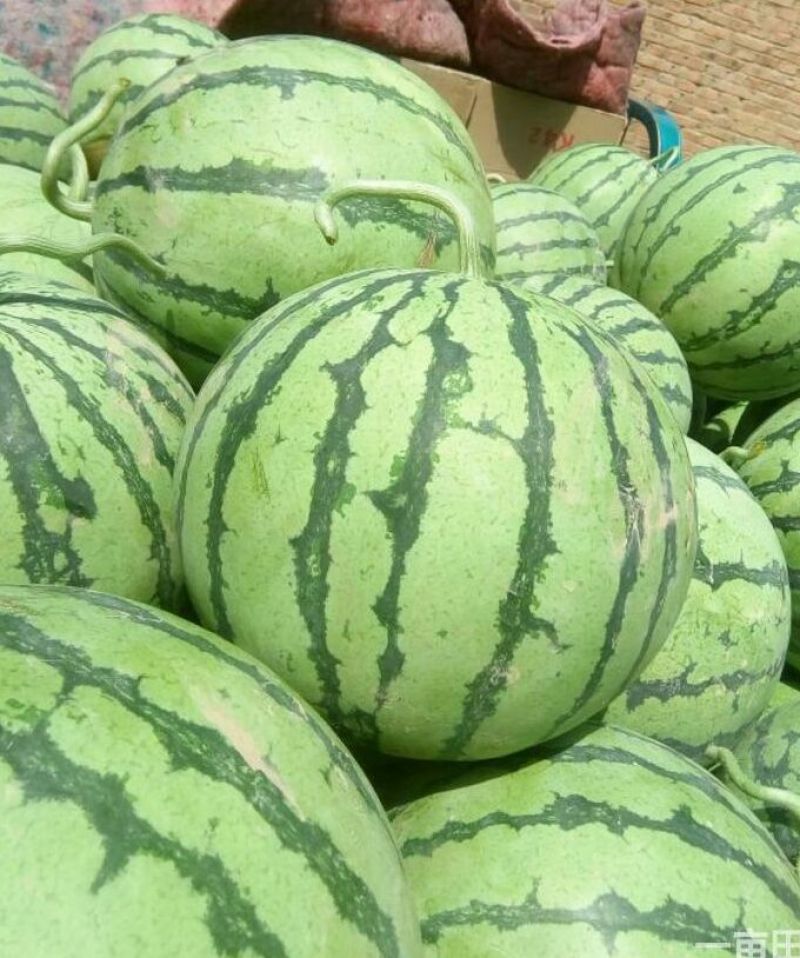 砀山8424西瓜大量上，质量好，价格便宜